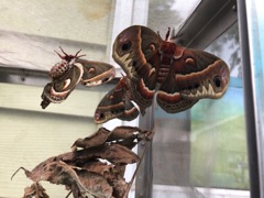 June 18 - mating pair
